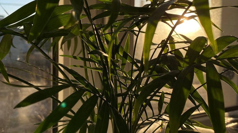 Хамедорея — тропический гость в вашем доме: секреты ухода и размножения