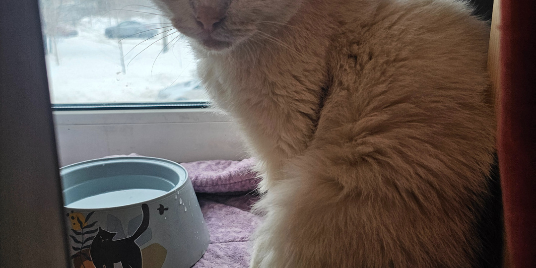 Кот просто ждёт... помогите спасти!