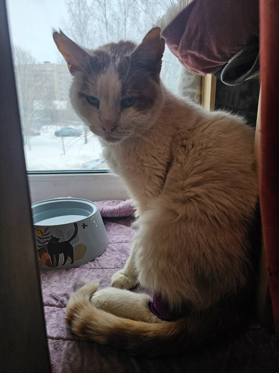 Фото автора. Боинг ждёт и надеется на помощь и поддержку. Он оооооочень хочет жить.