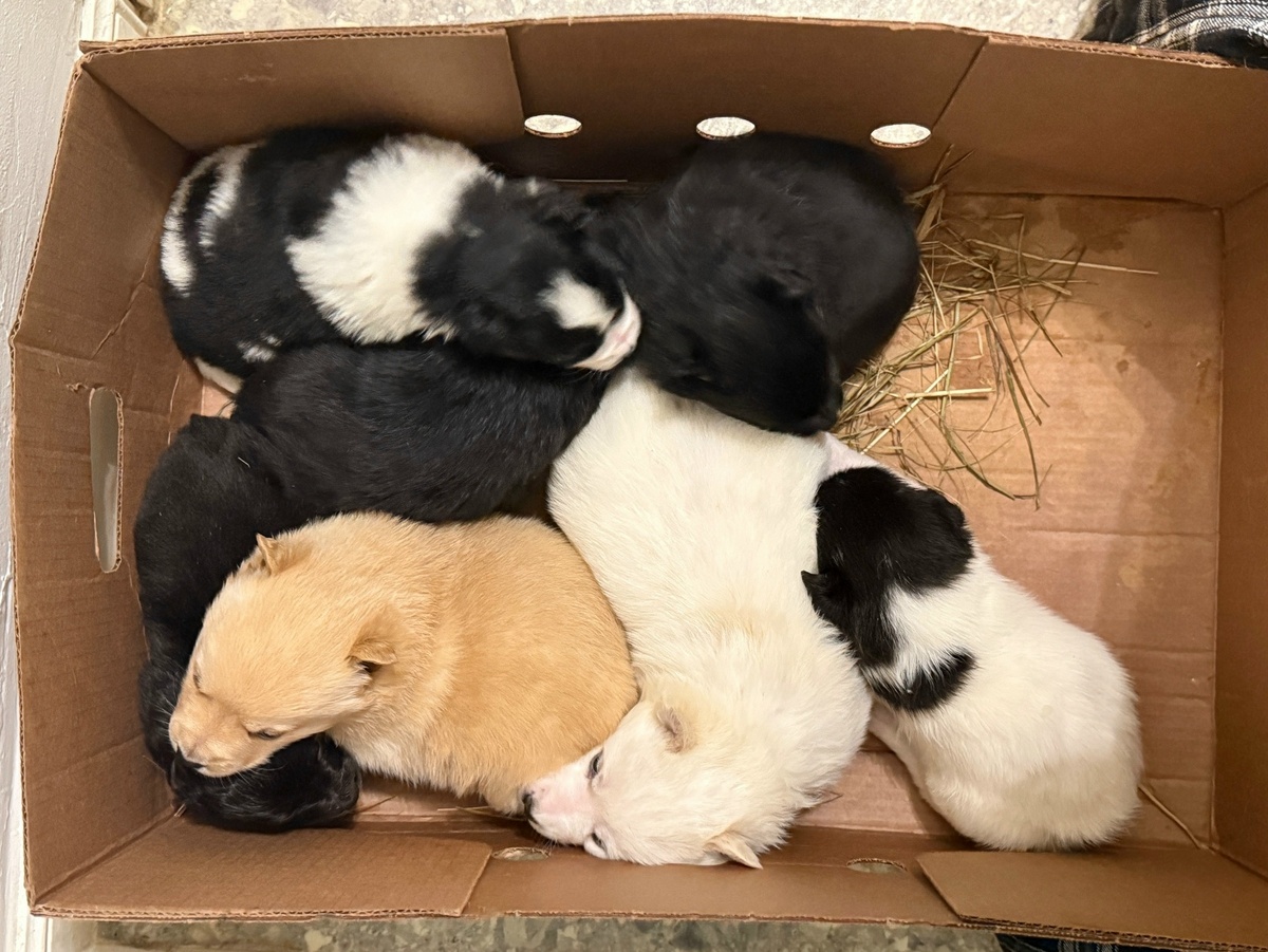 Фото: Потеряшки | Помощь животным Тюмени