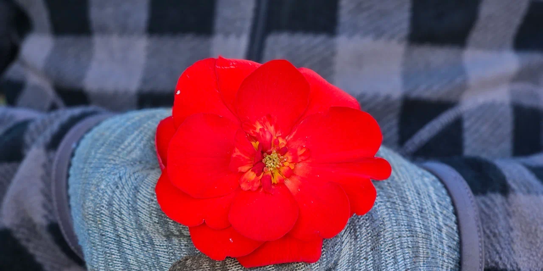 Сеять не хочу, но выращивать буду: сохранение, нестандартная пересадка и черенкование бегоний