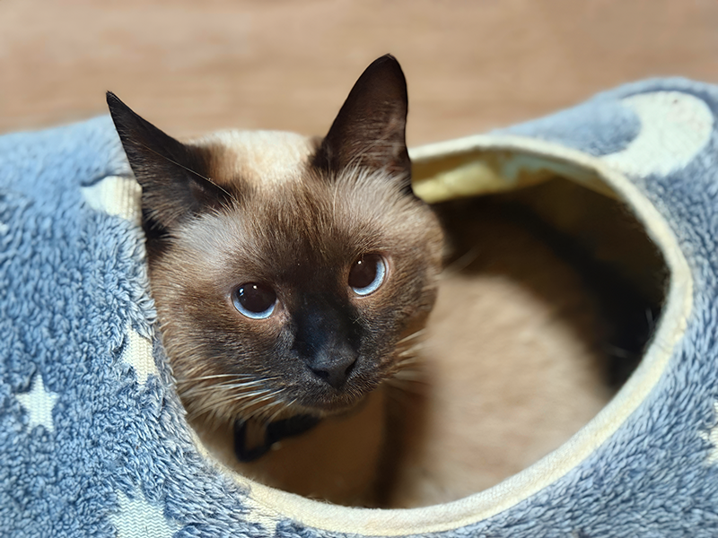 Ника смотрит глазами кошки