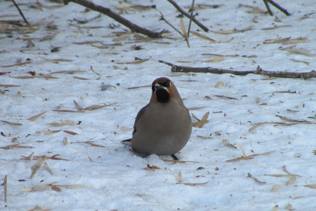 Свиристель