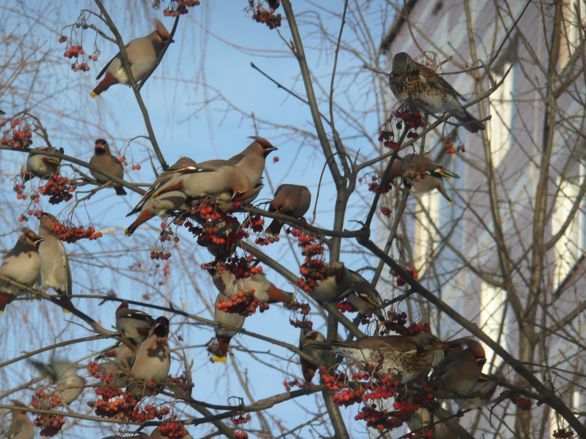 Рябинники в стае свиристелей на кормежке