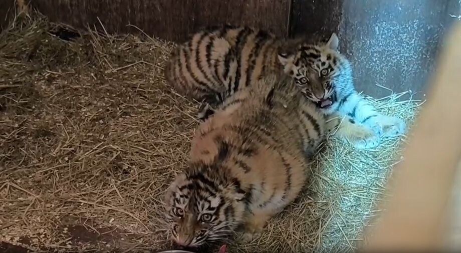 Спасенные амурские тигрята растут «правильно злыми» и развиваются согласно возрасту