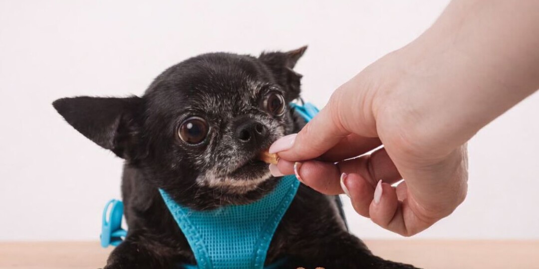 Как кормить собаку мелкой породы без ошибок: 3 правила, которые реально работают