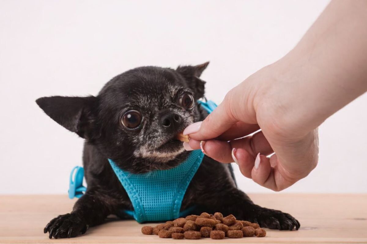 Как правильно кормить собак мелких пород