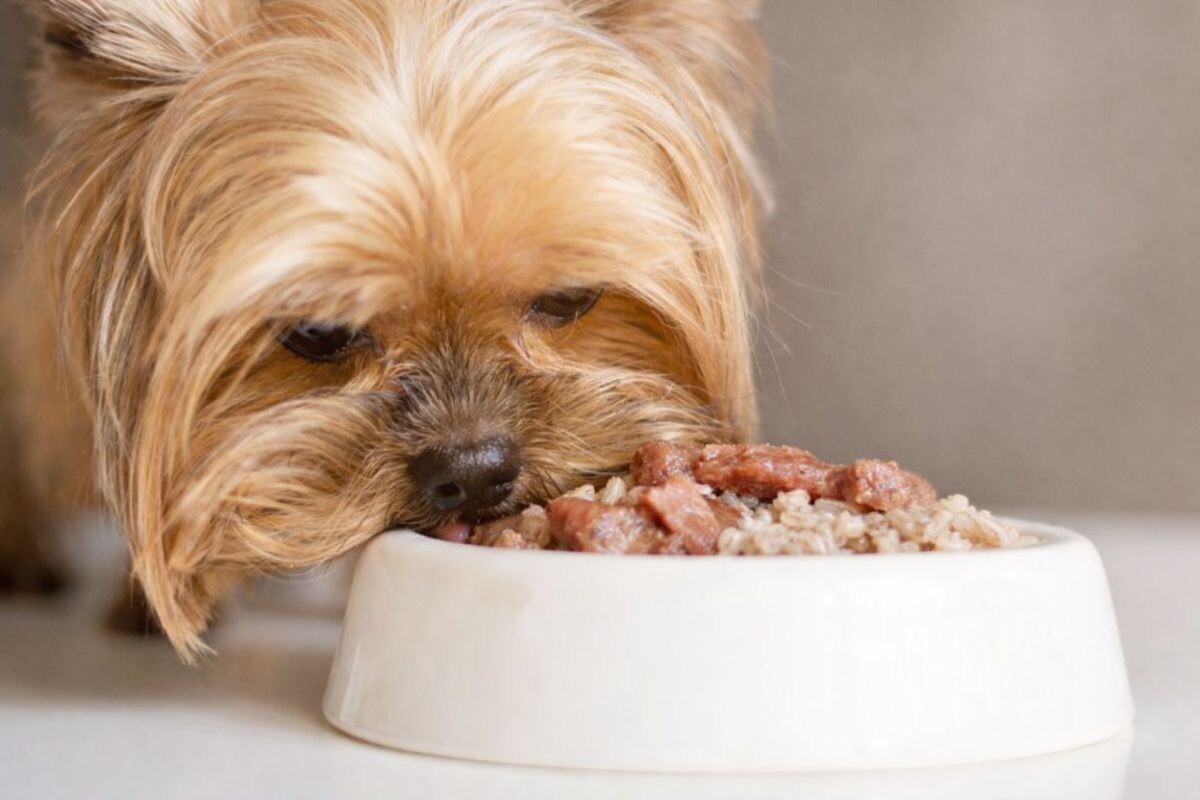 Собака ест мясо с рисом 