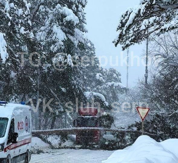 В бору по улице Ленинского комсомола упала сосна, перекрыв движение