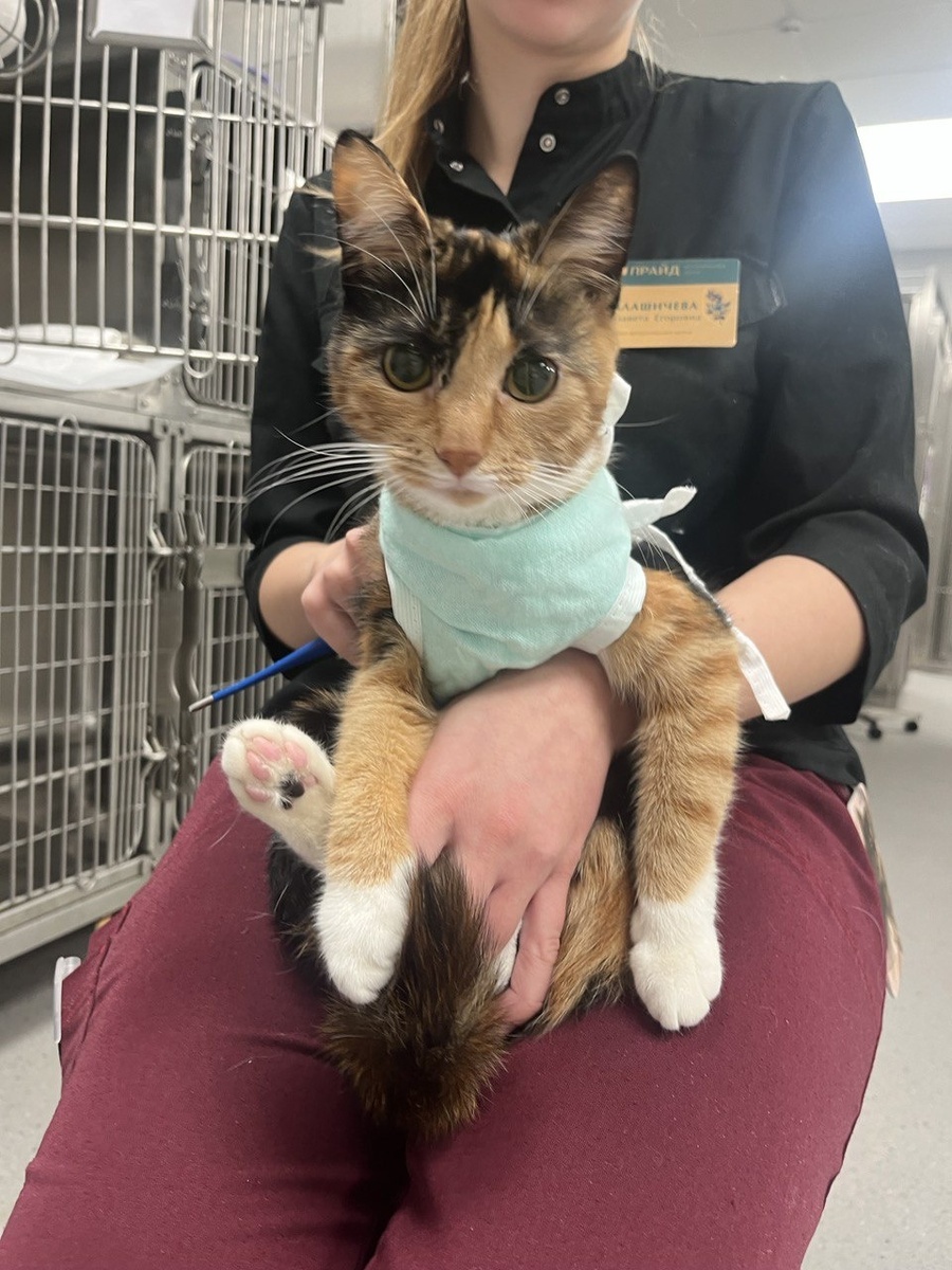 Пушистый пациент после проведённой манипуляции