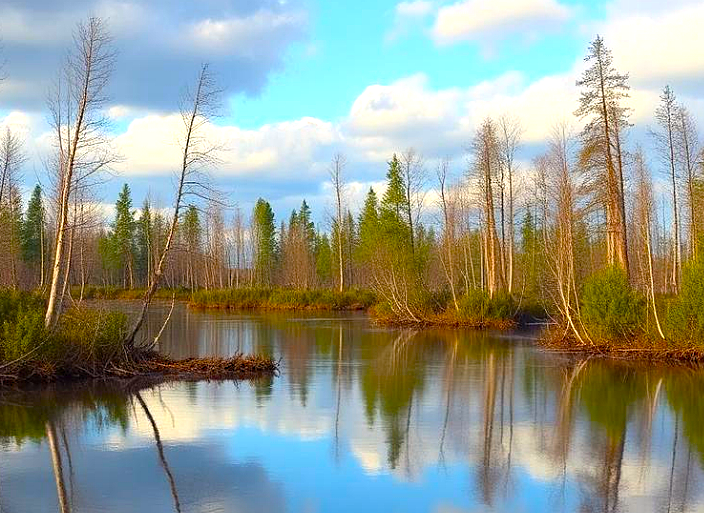 Тайны Васюганских болот и почему не надо туда ходить