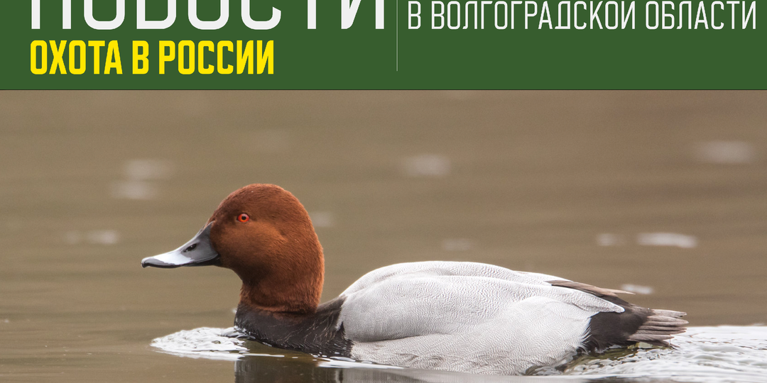 Предстоящая весенняя охота 2026 года