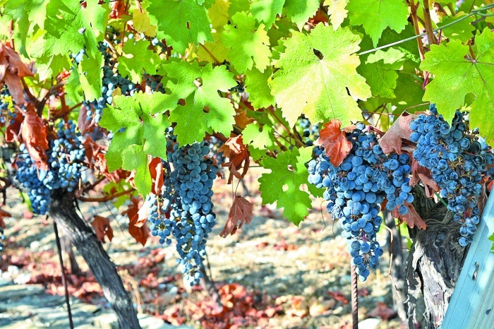    из архива «Юг Times»