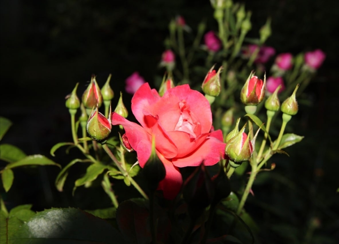 Горячий шоколад