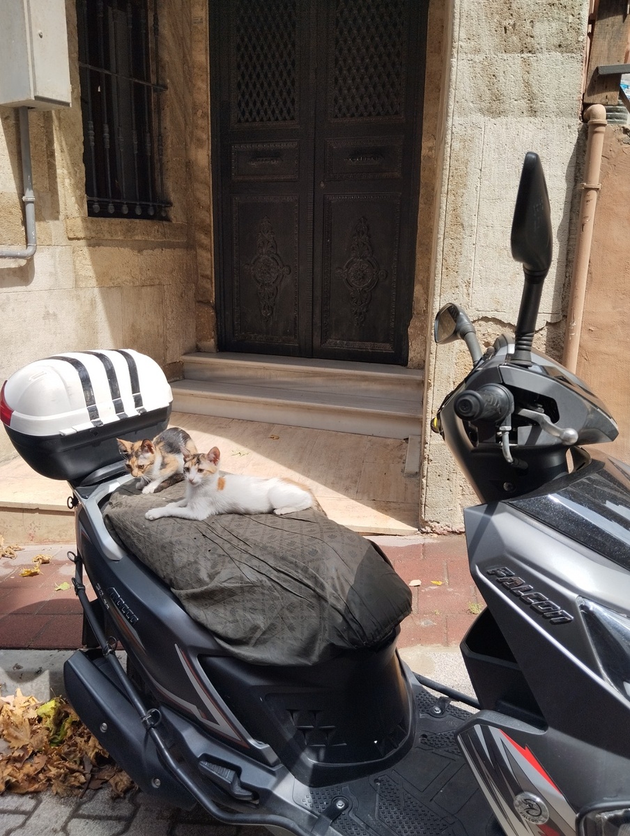 Бездомыши в Стамбуле. Фото прислала подруга