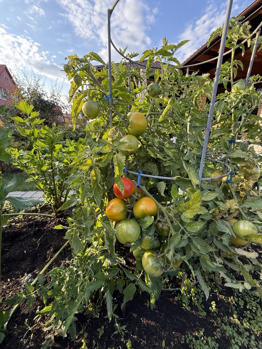 Томат в открытом грунте