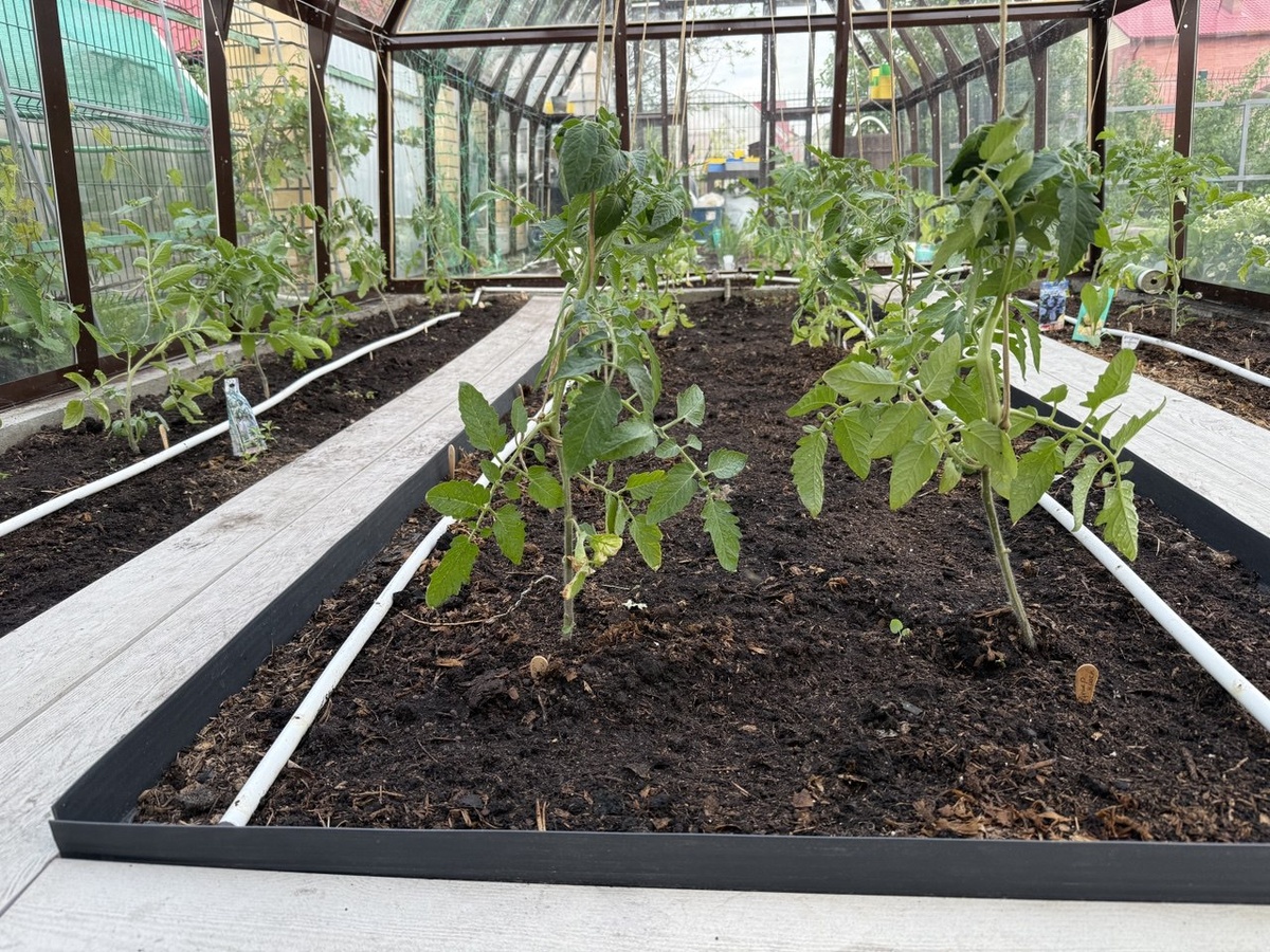 Томаты в теплице