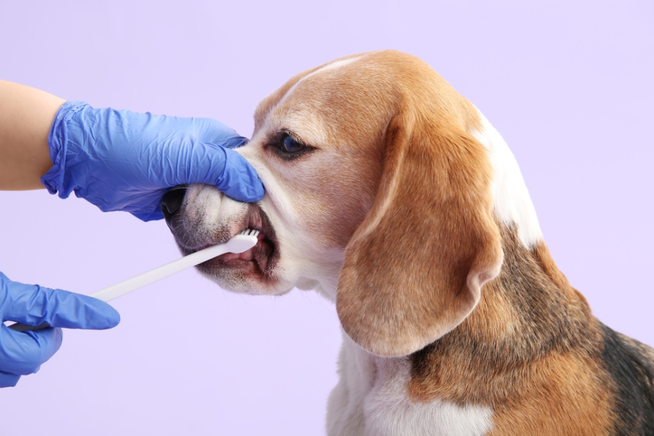    Shutterstock/FOTODOM