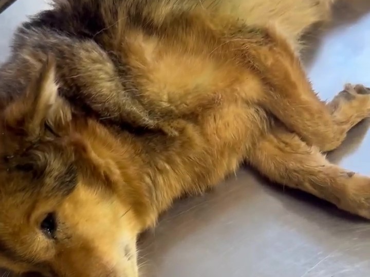 🚑🐕🆘️ Помогите спасти собачку Груню!