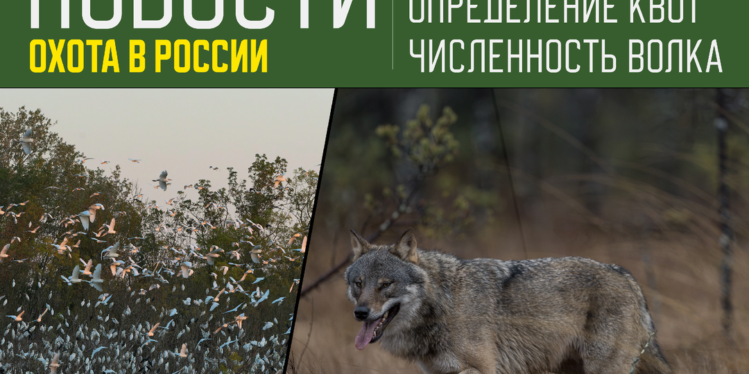 Полевые учетные работы по контролю за численностью охотничьих ресурсов