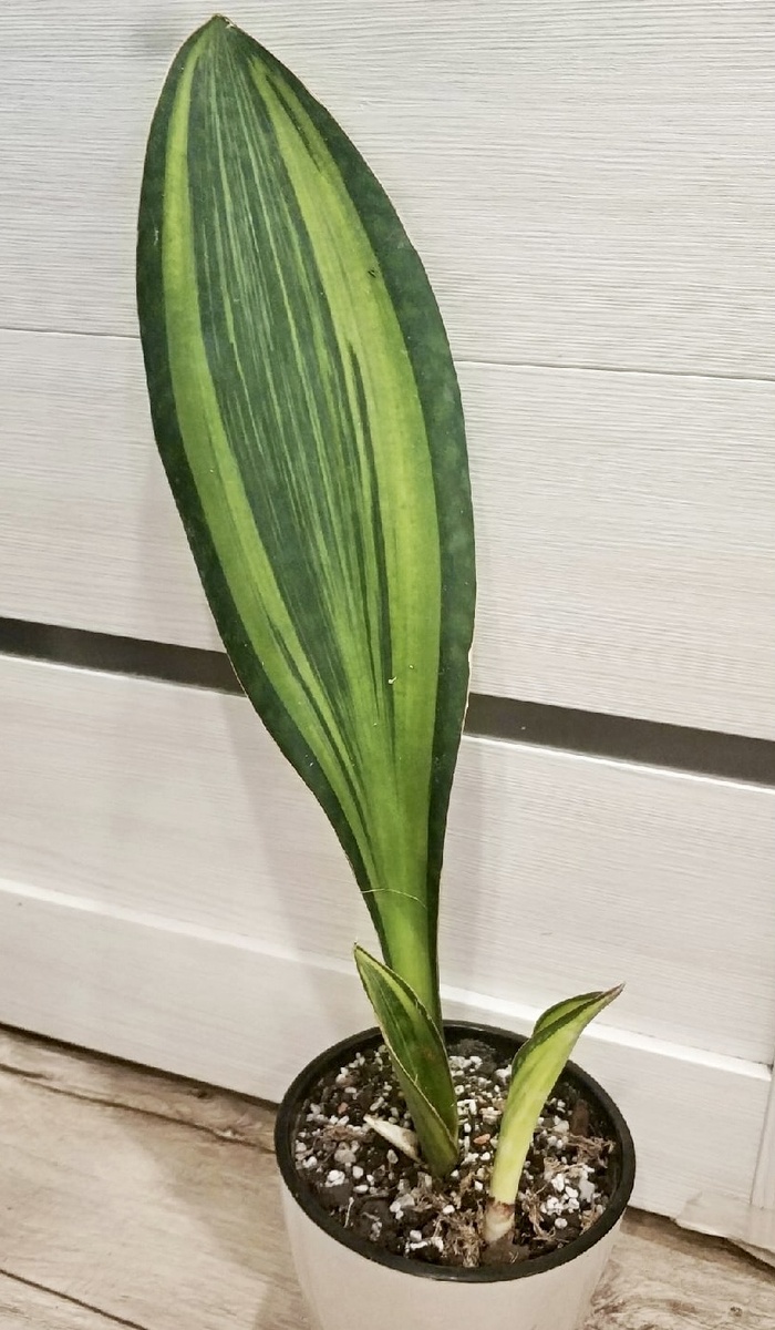 Фото из интернета 