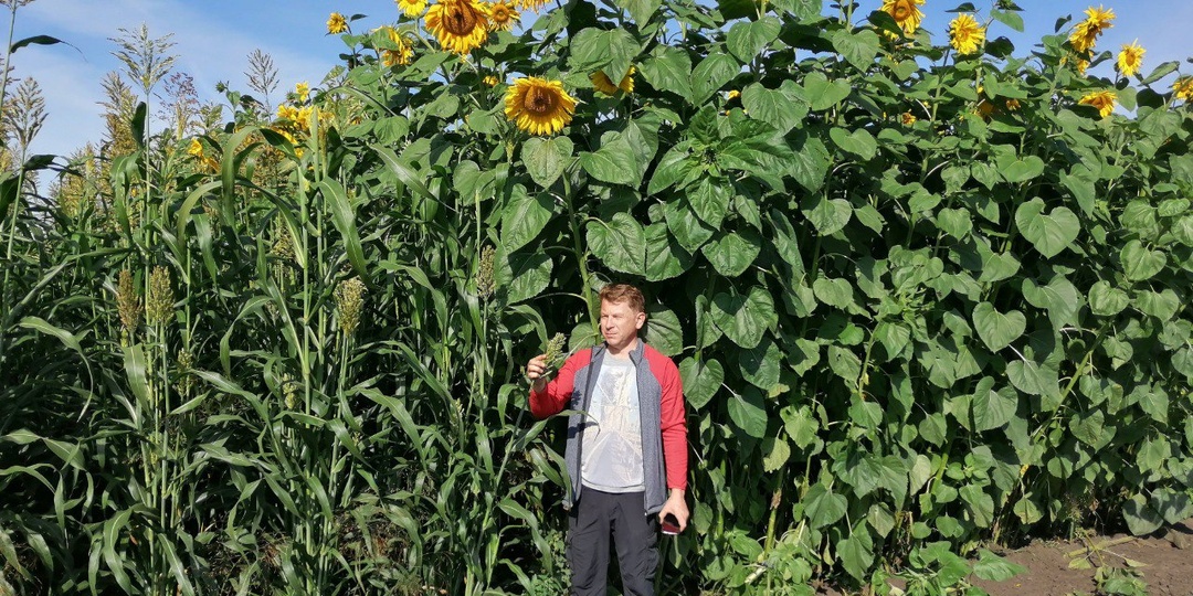 Силос без риска: почему подсолнечник «Белоснежный» вытесняет кукурузу в зонах рискованного земледелия?