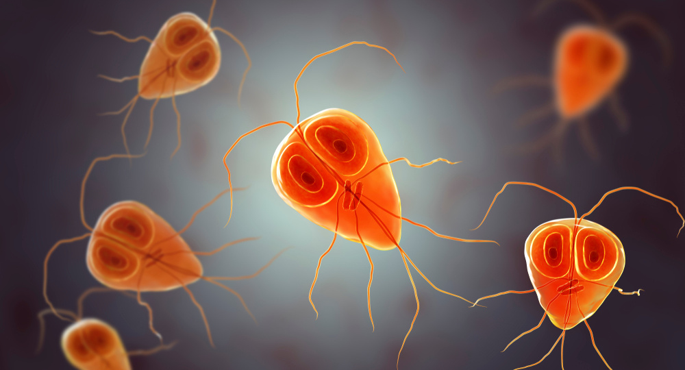 Лямблии: невидимые жильцы внутри нас. Что правда, а что миф?