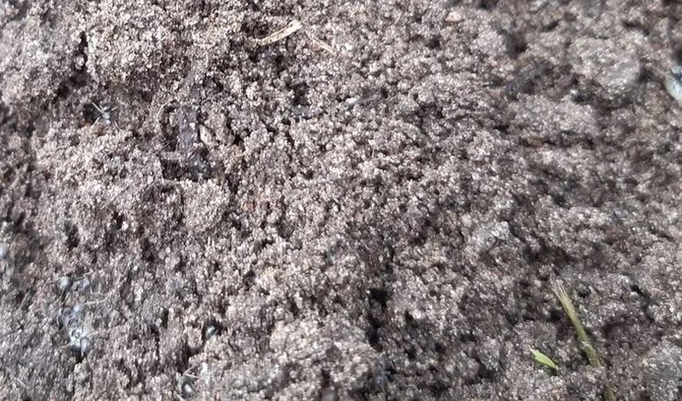    Фото: Лукьянов Дмитрий, AgroXXI.ru