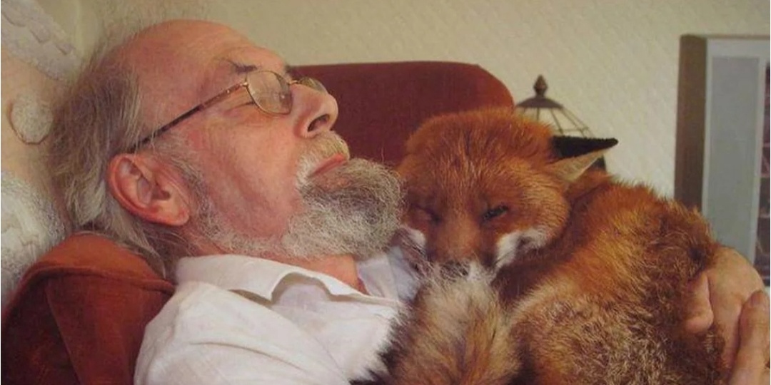 Дедушка Архип приютил лисичку. А она отблагодарила его, когда это необходимо больше всего