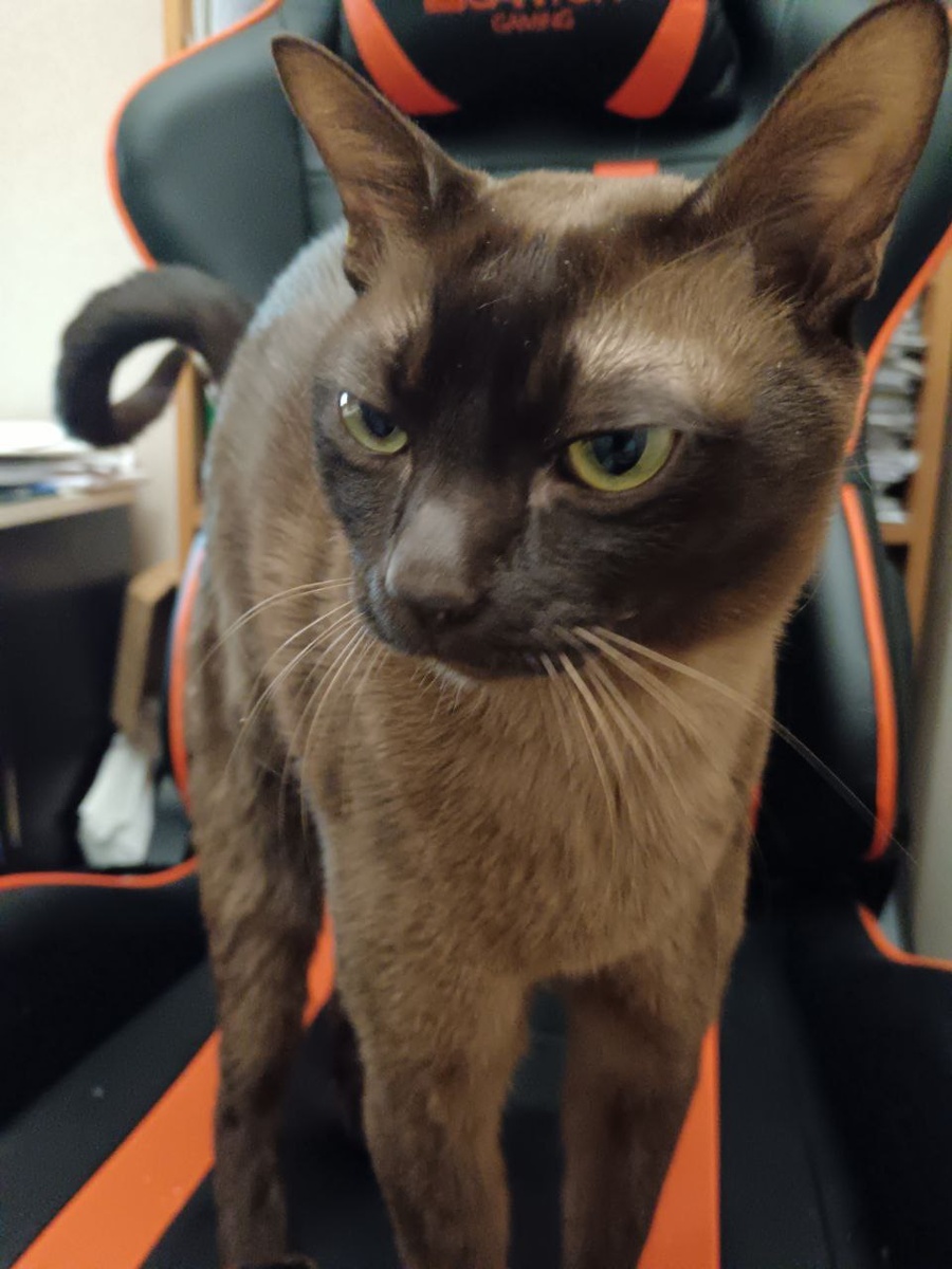 Ушастый всегда на страже