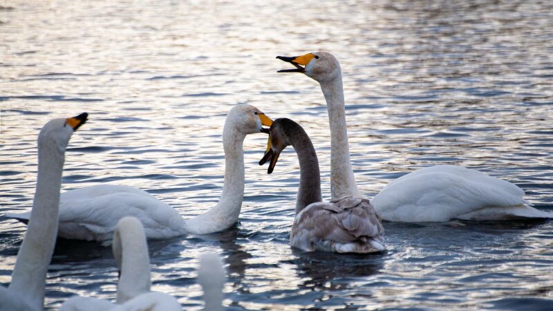     Лебединая зимовка на озере Светлое в Советском районе. Дарья Беркетова