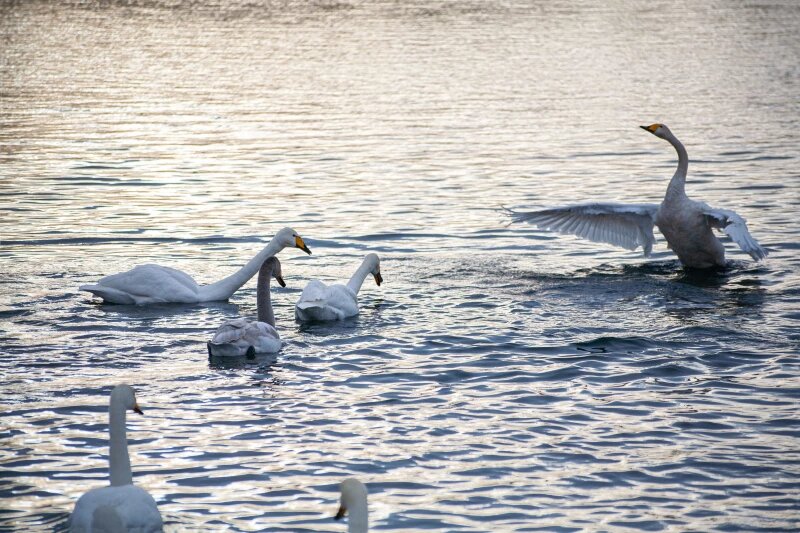 Листайте вправо, чтобы увидеть больше изображений