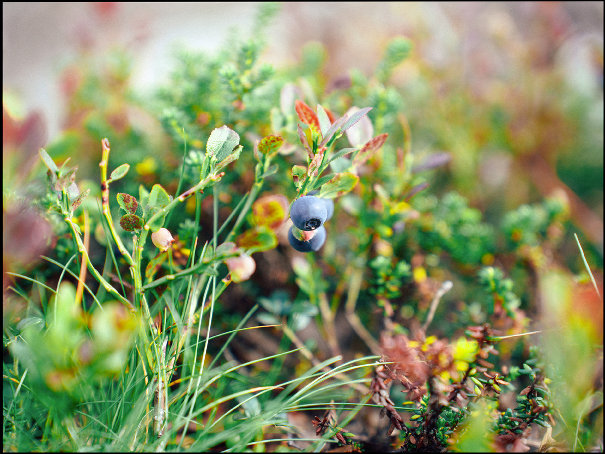 Природа севера Кольского полуострова. Фото: Михаил Рябинин