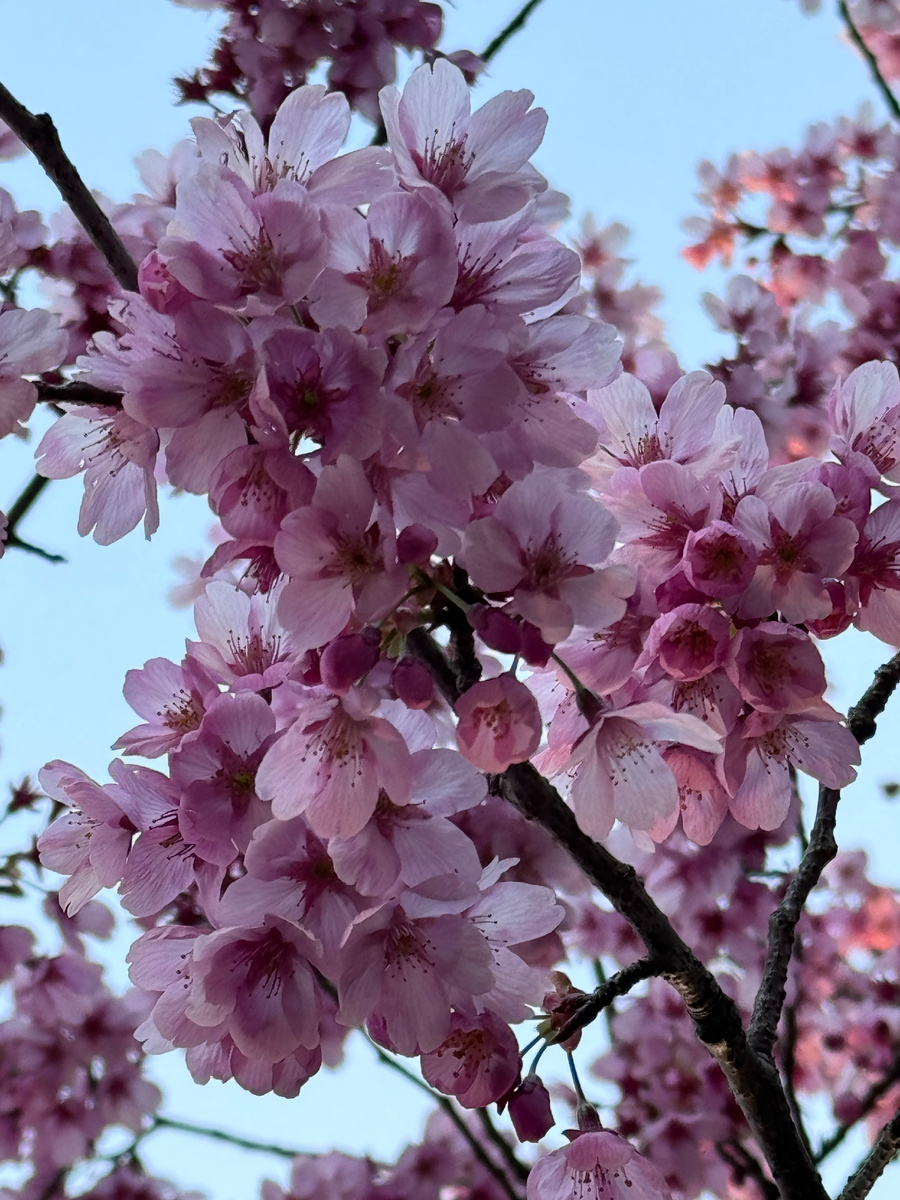 Сакура в конце марта