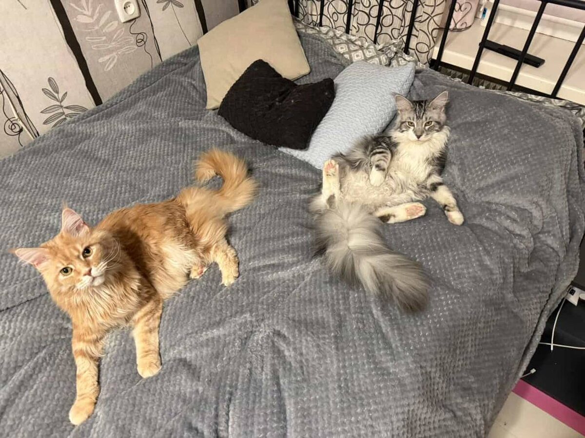 Николай и Ванечка