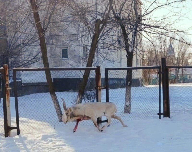    Покусанный собаками сайгак. Фото: группа "Астраханская рыбалка и охота"