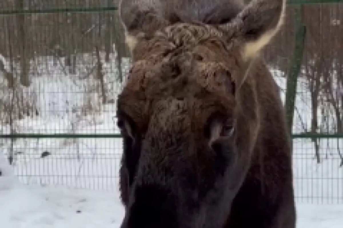    Лось Родион в белгородском зоопарке сбросил рога