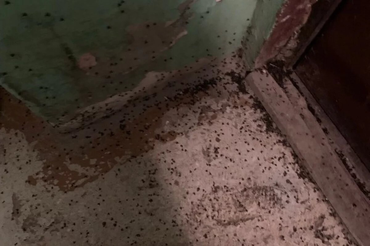    Помимо тараканов, в доме нашествие канализационных мух.