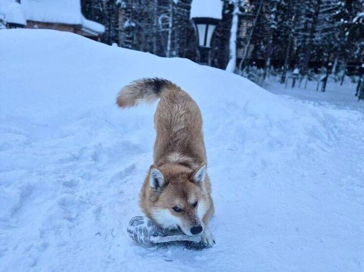     Фото: t.me/vagintobolsk