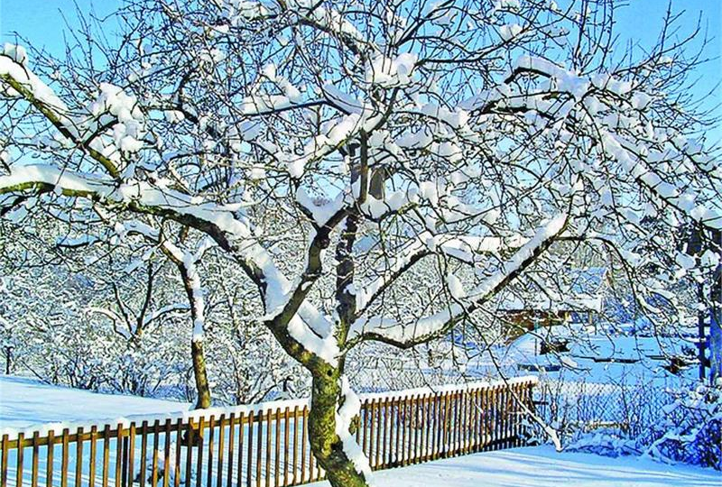 Почему яблони подмерзают даже при −10 °C: причина, о которой молчат ❄️🍎