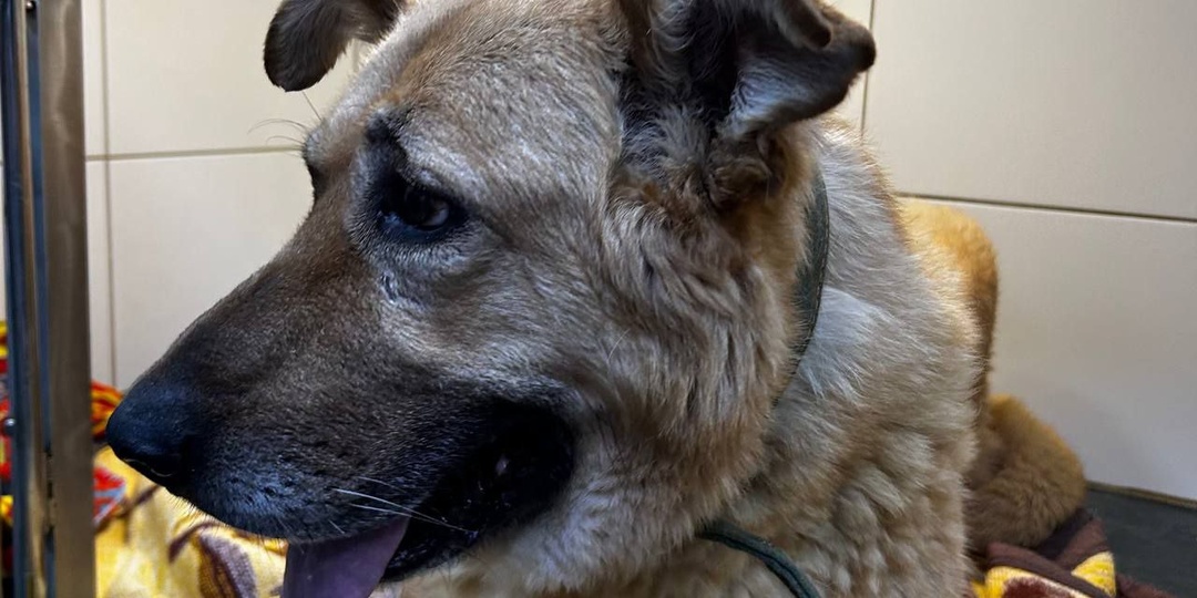 Новости о Мухе: борьба продолжается