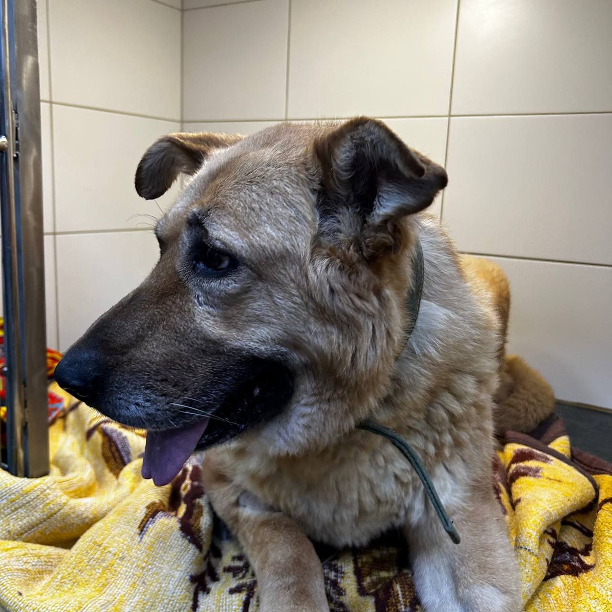 Муха - стойкая собака 