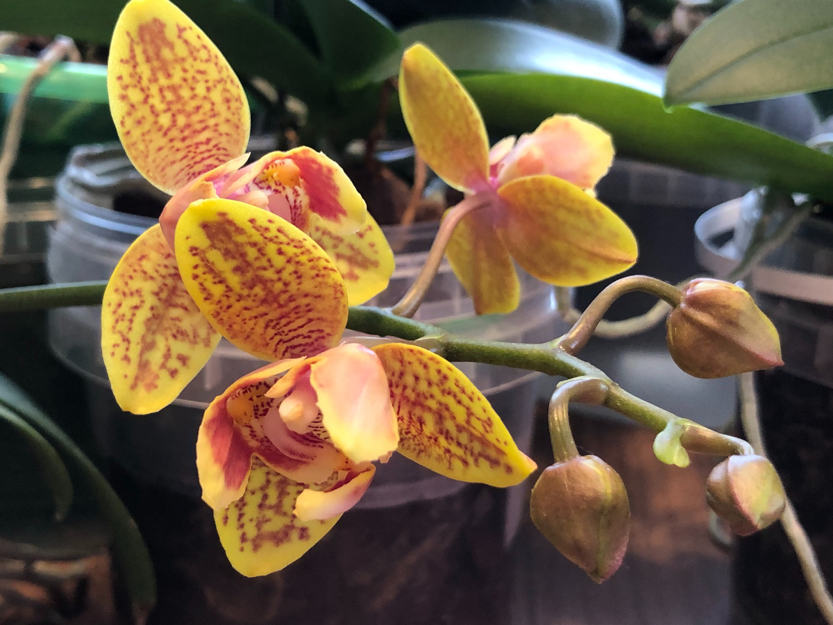 Sogo Lawrence пелорик трилипс