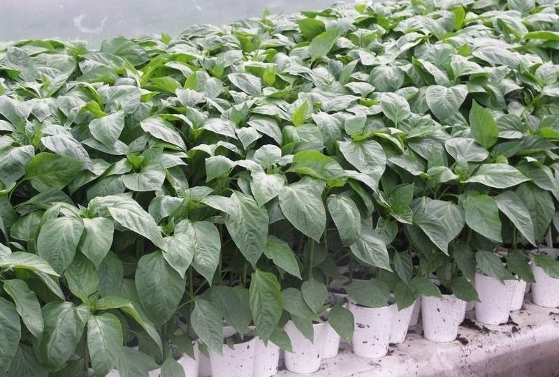 💊 Таблетка янтарной кислоты за 15 рублей работает как «Эпин» за 300 - проверил на перцах и баклажанах