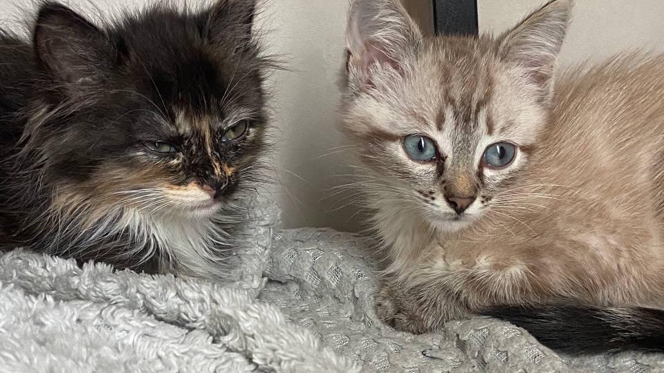 И поселилось в доме двойное счастье. Всем бы так везло, как эти котятам