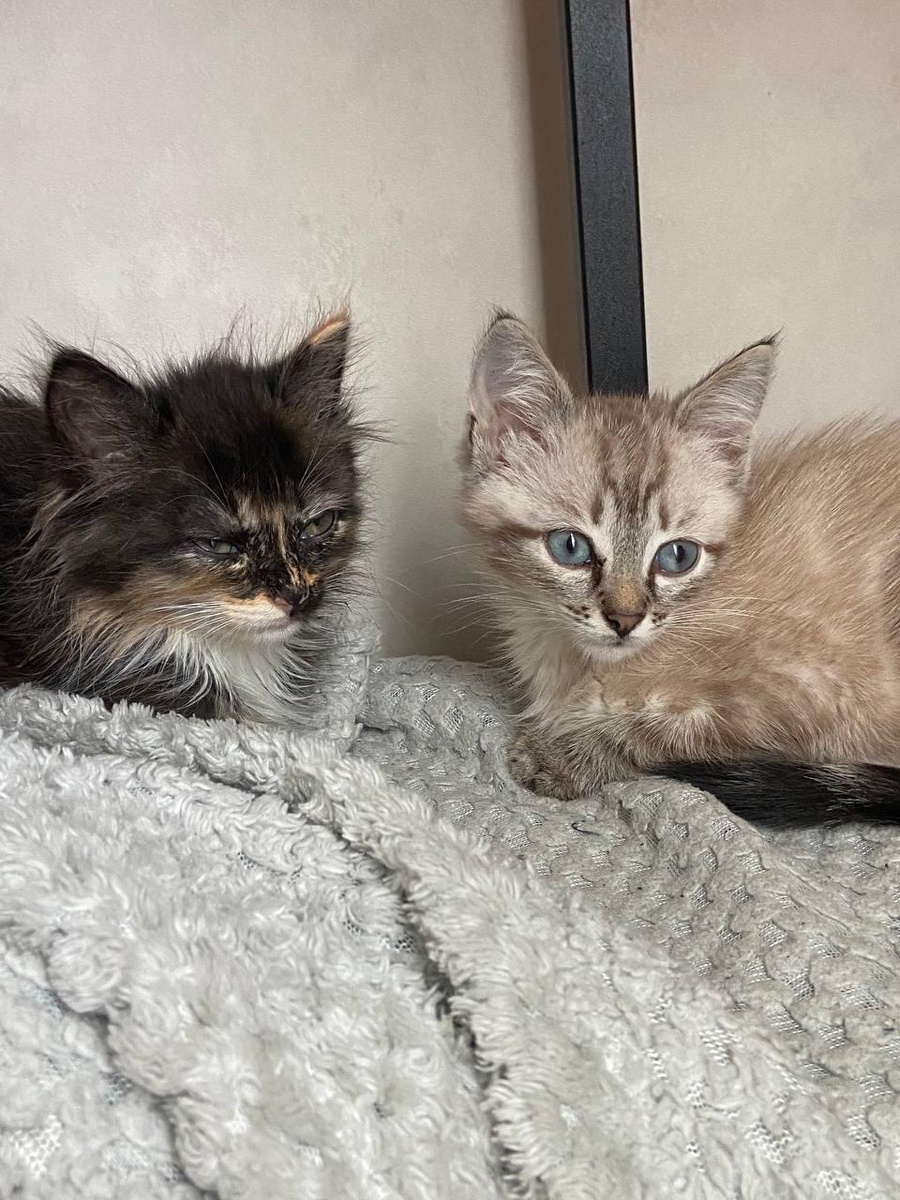 Шанни и Смокки