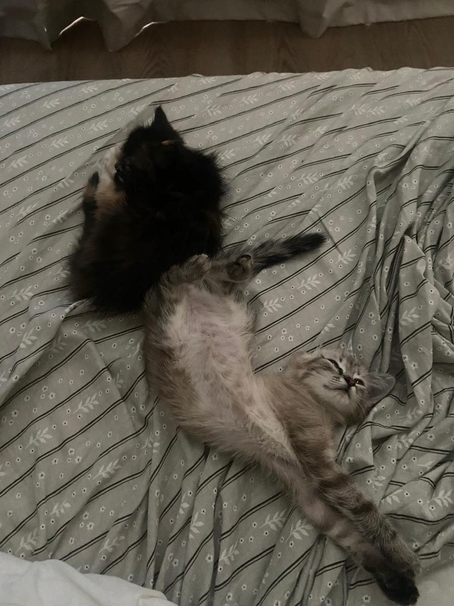 Как хорошо дома!