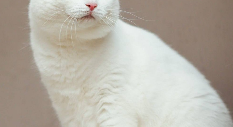 Белая кошечка Бэлла с котячества ищет дом. Прошло 4 года... Но так никто и не отозвался.