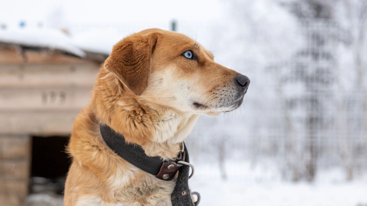    Фото: Федор Воронов/«Ямал-Медиа»