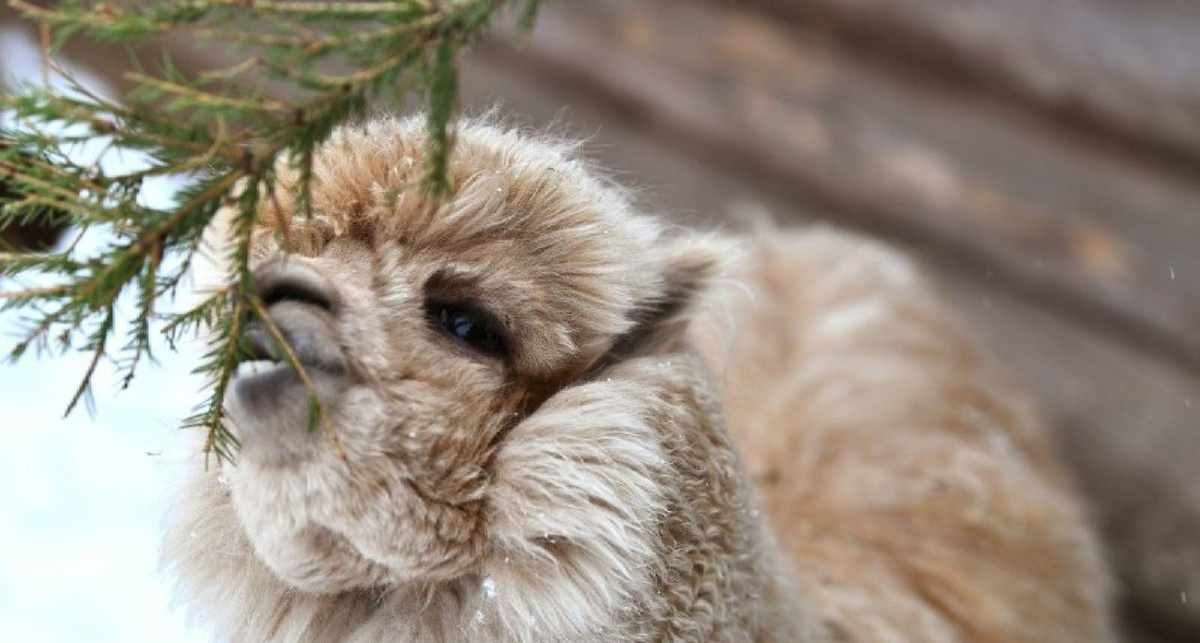    Правительсво Яо